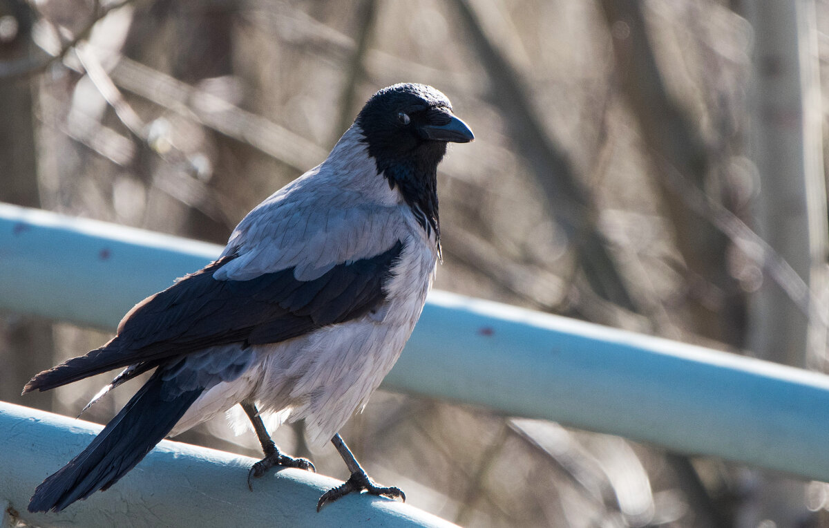 И оглянулась посмотреть... - Владимир Безбородов И оглянулась посмотреть... - Владимир Безбородов