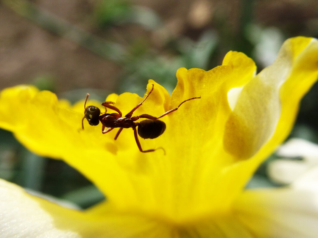 нарцисс и муравей - Светлана нарцисс и муравей - Светлана