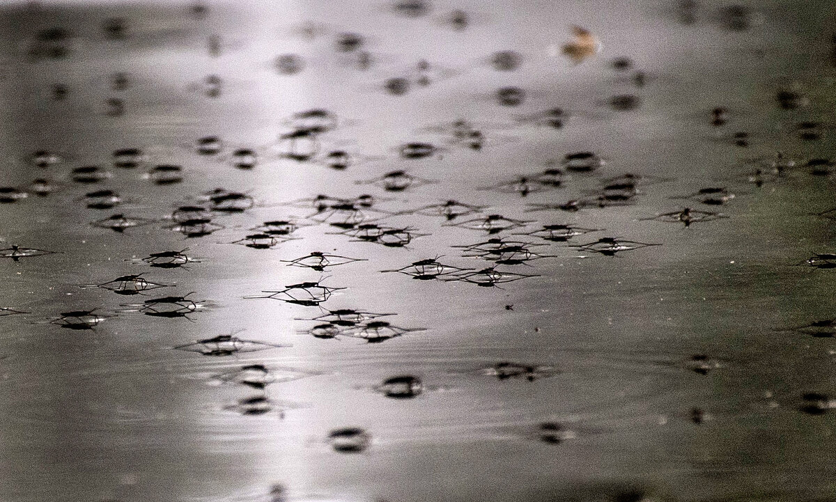 из жизни водомерок - Tatiana Kolnogorov