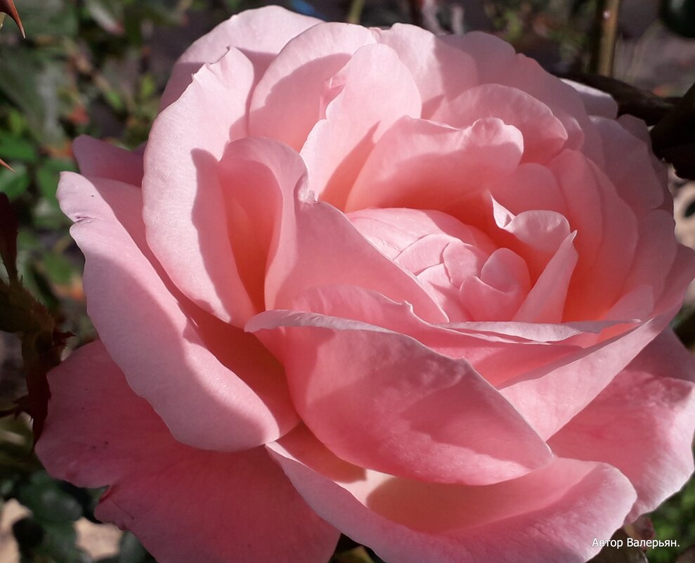 Роза. - Валерьян Запорожченко