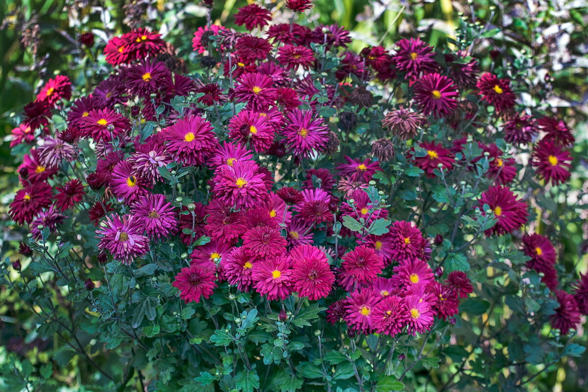 Хризантемы - gribushko грибушко Николай Хризантемы - gribushko грибушко Николай