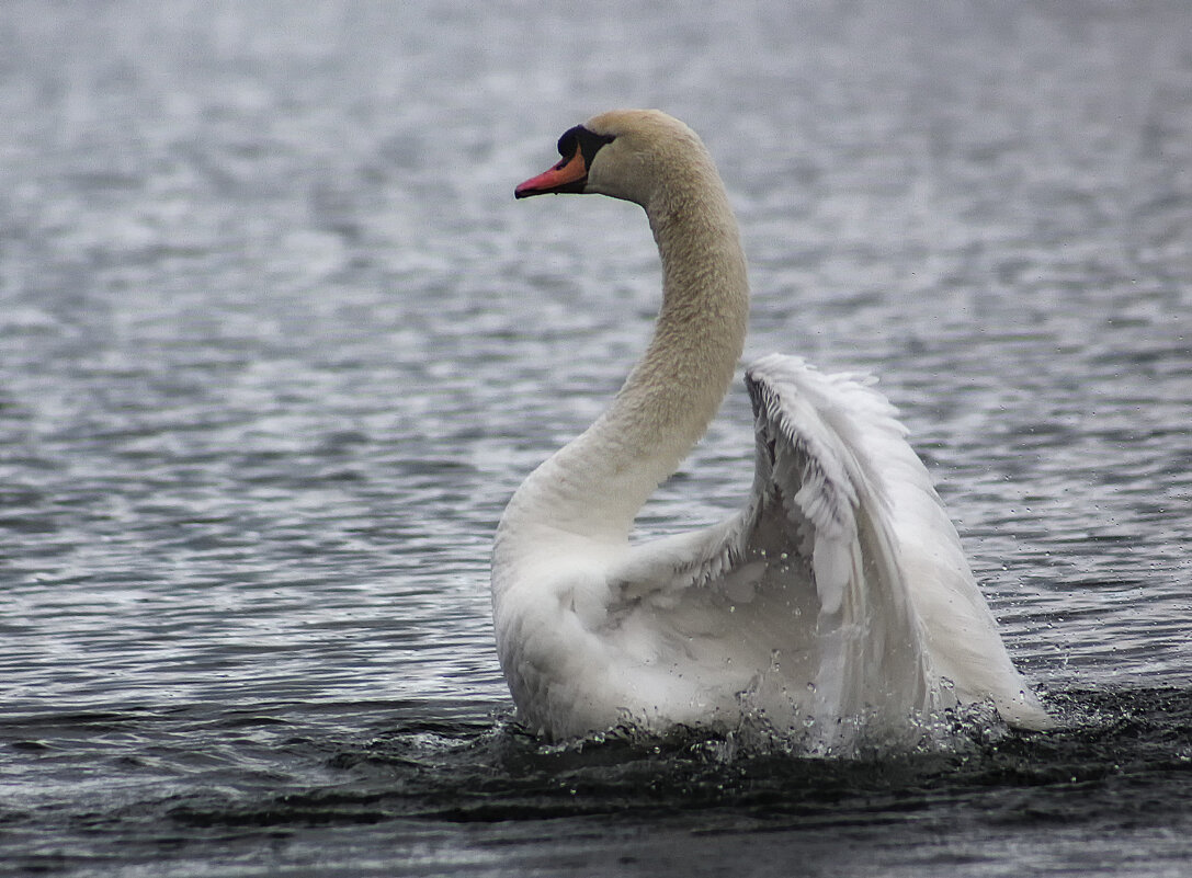 **** - Alexander Andronik **** - Alexander Andronik