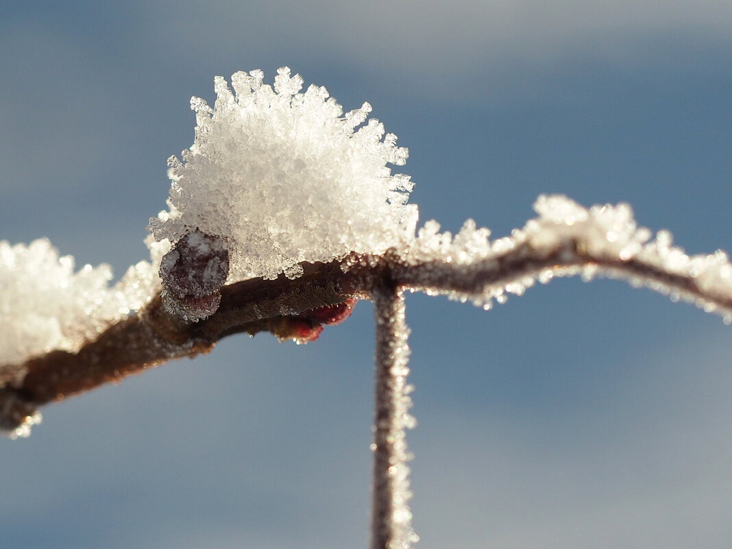 Поделки мороза - wea *