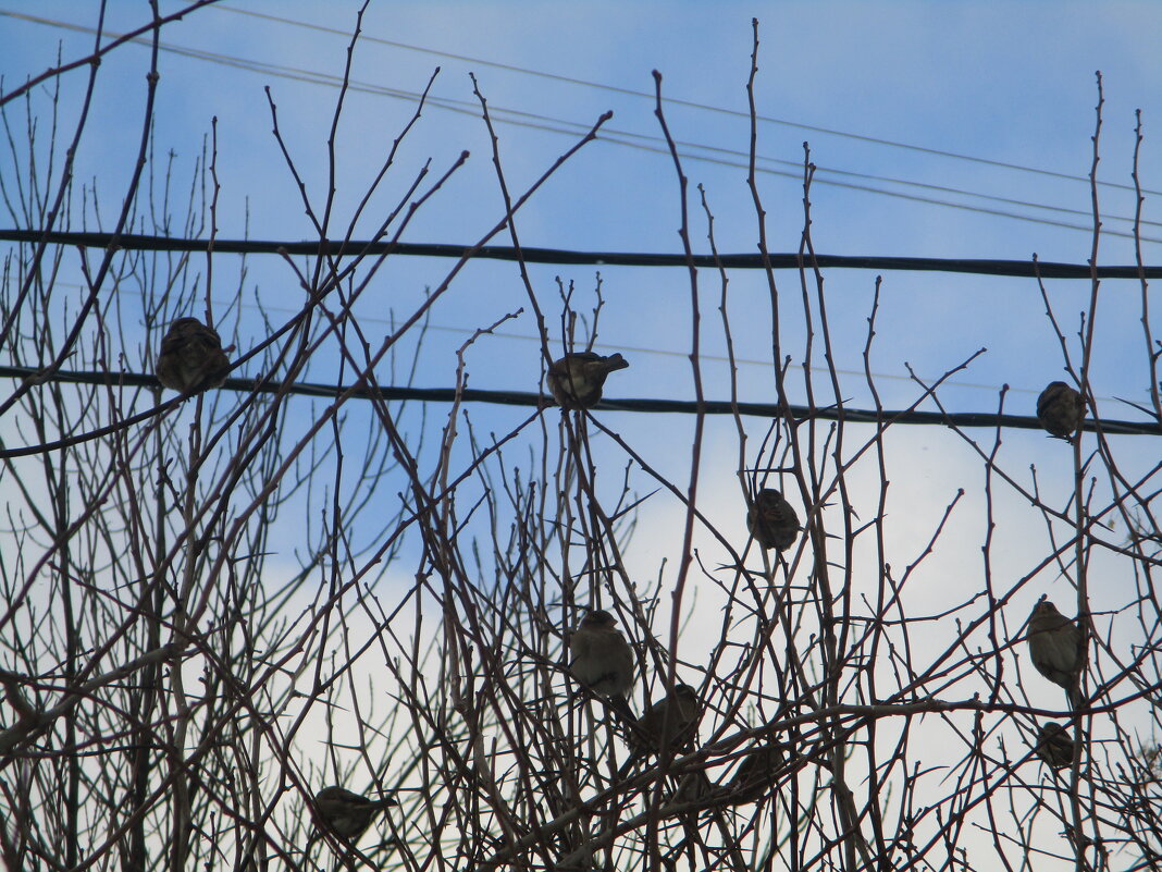 Зима..Воробьи.. - Зинаида Зима..Воробьи.. - Зинаида