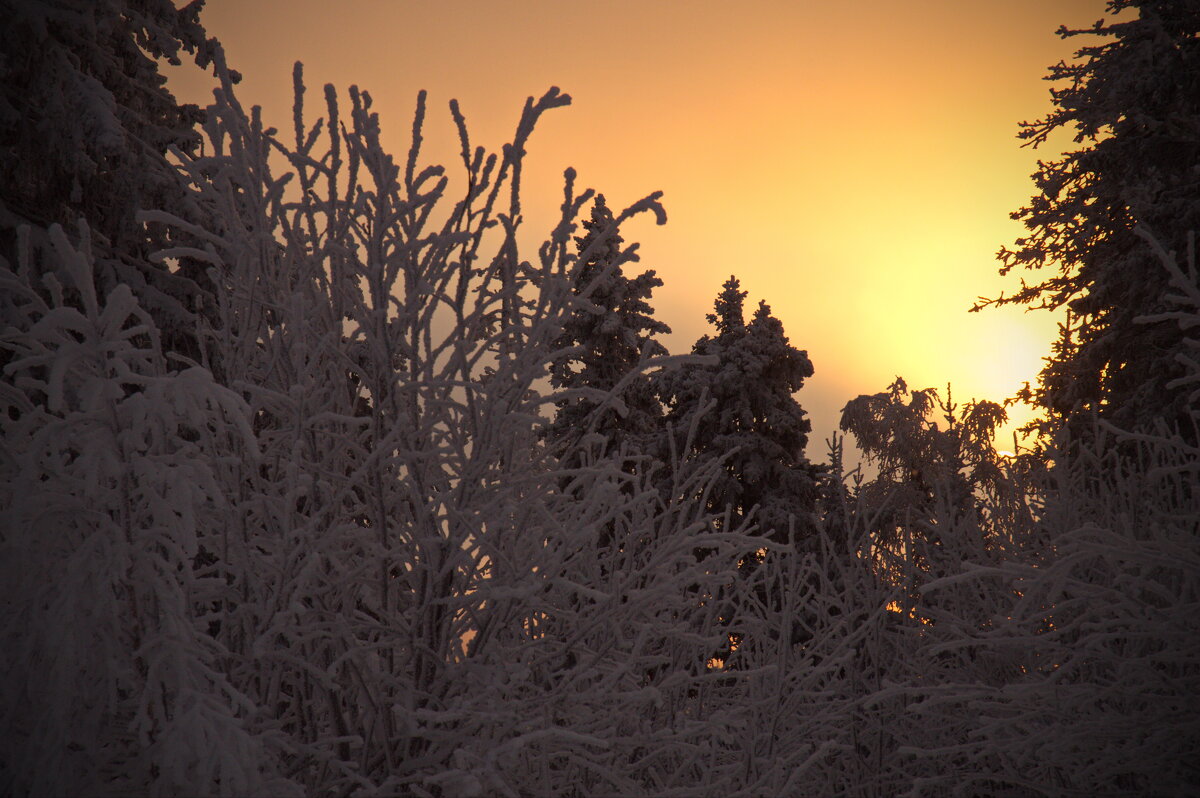 *** - Galina Serebrennikova