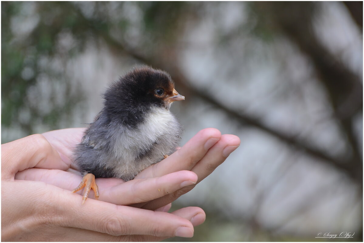 ..... - Sergey (Apg)