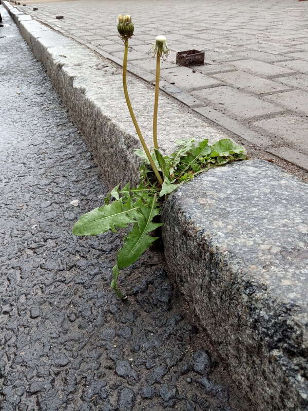 Жизнь заставила - Владимир Жизнь заставила - Владимир