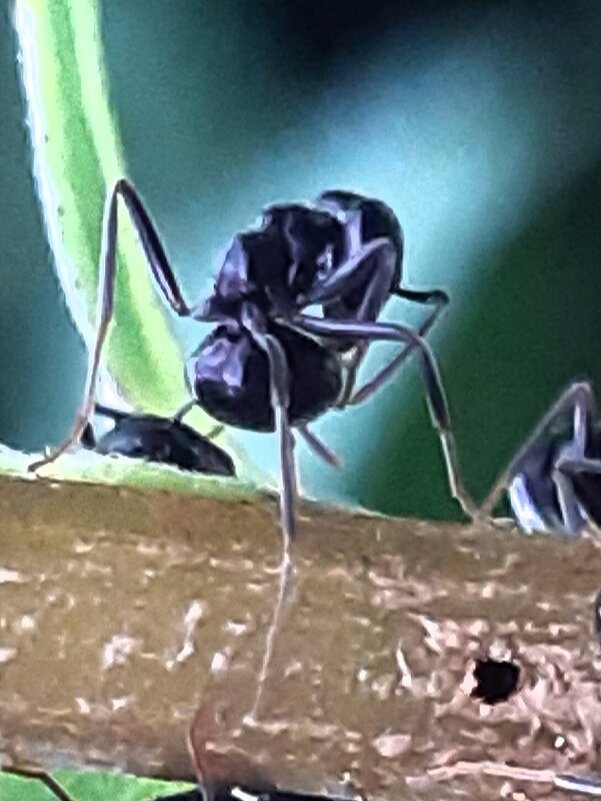 Муравей наводит марафет - Екатерина К. Муравей наводит марафет - Екатерина К.