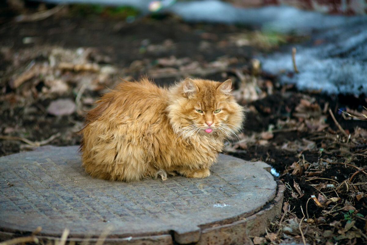 Кот - Вячеслав Дроздов