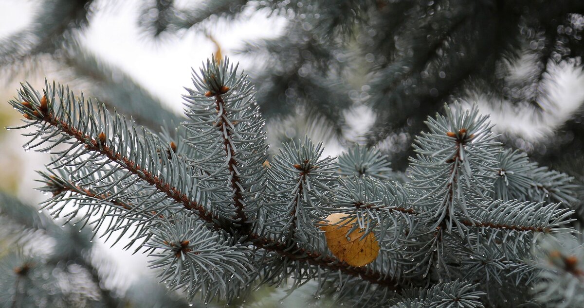 Задержался мимоходом.... - ZNatasha - Задержался мимоходом.... - ZNatasha -