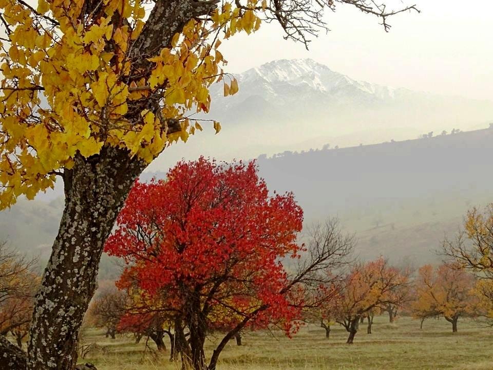 ГОРНЫЕ ПРОГУЛКИ. - Виктор Осипчук