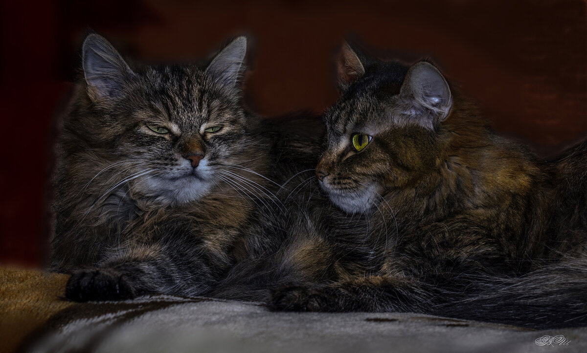 Сёстры - Владимир Шамота