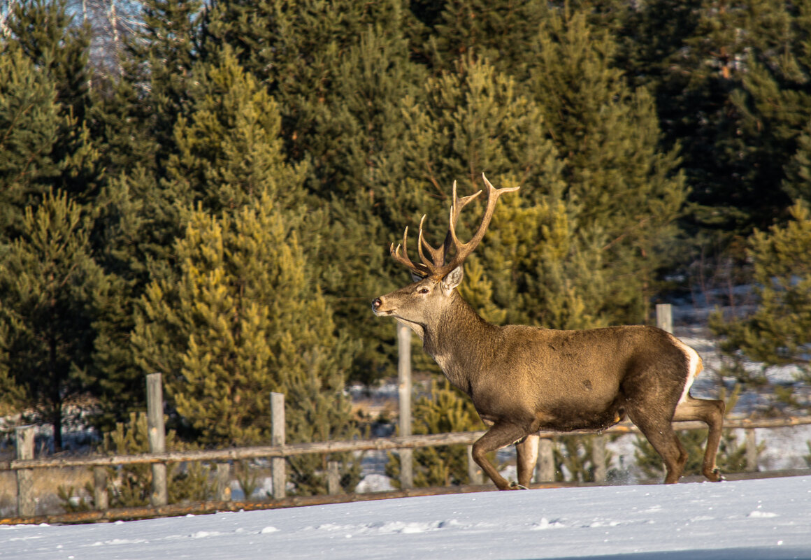 В деревне - ирина лузгина 
