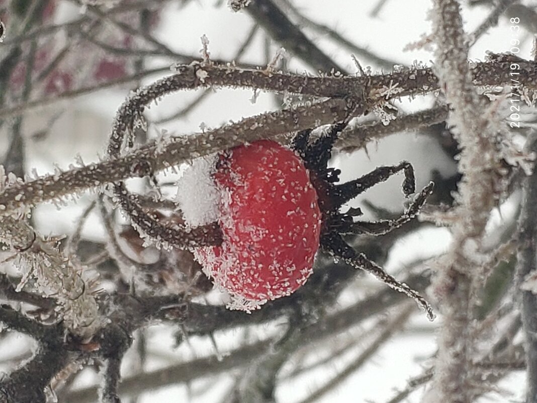 Шиповник - Вера 