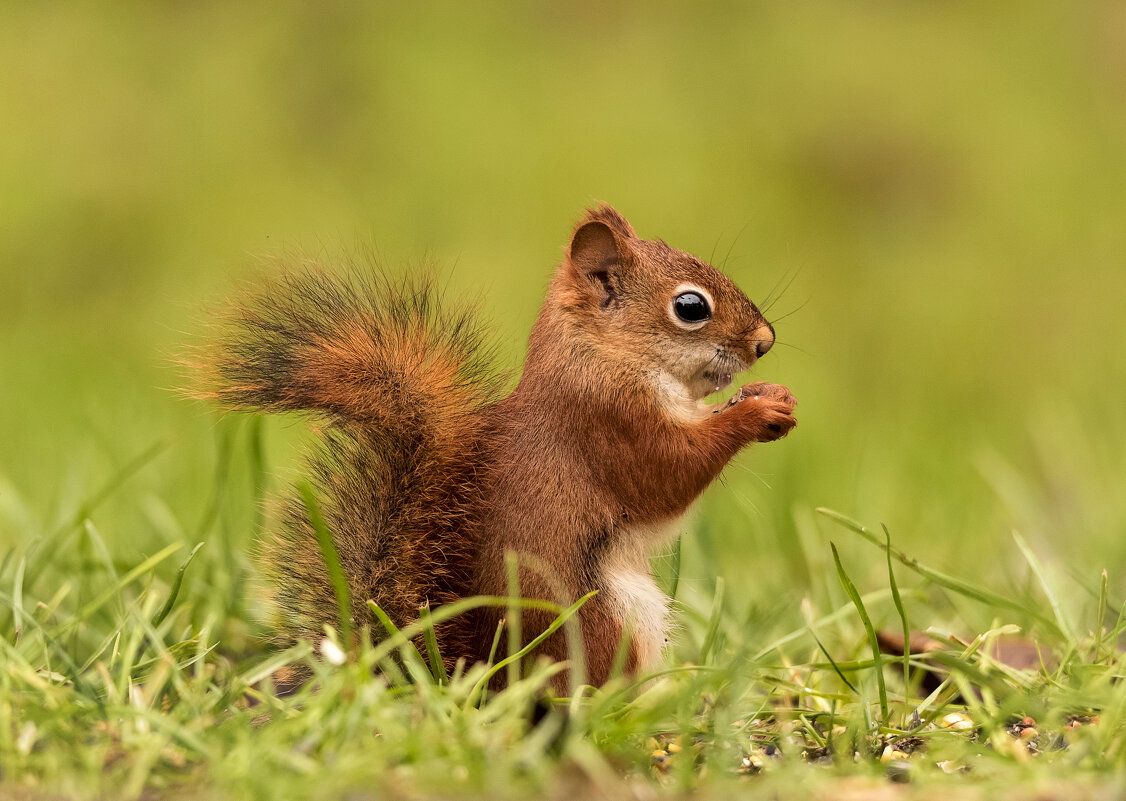 Бельчонок в осенней шубке - Tatiana Бельчонок в осенней шубке - Tatiana
