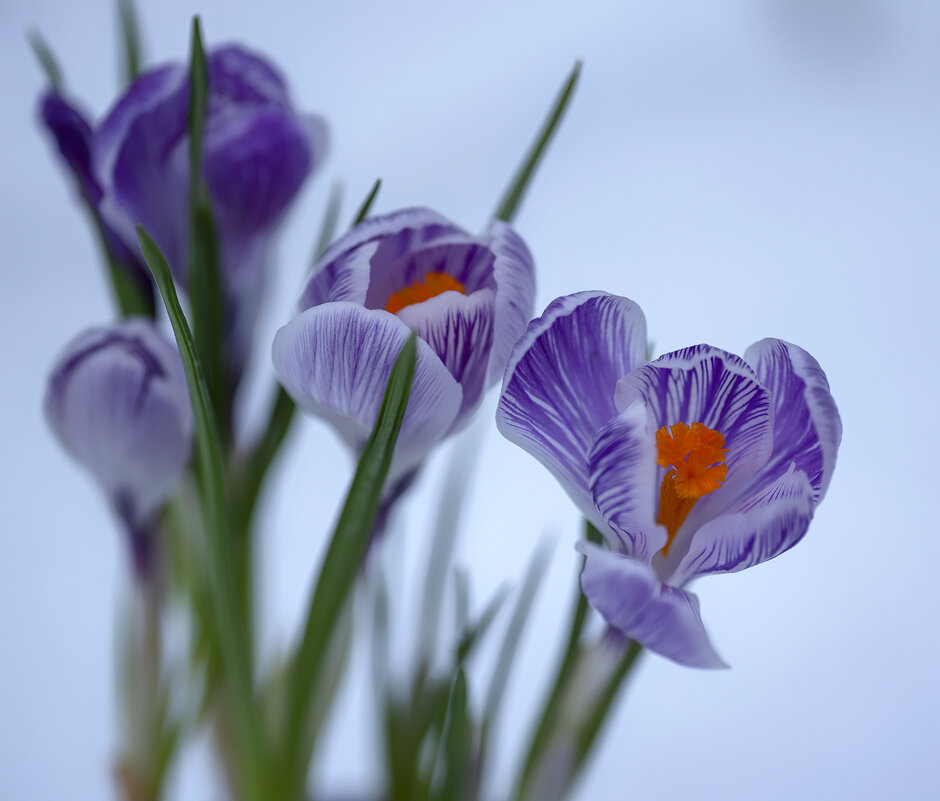 crocus - Zinovi Seniak