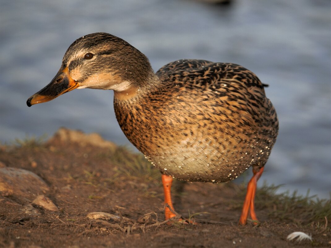 Вы что-то сказали? - Сергей Даденков Вы что-то сказали? - Сергей Даденков