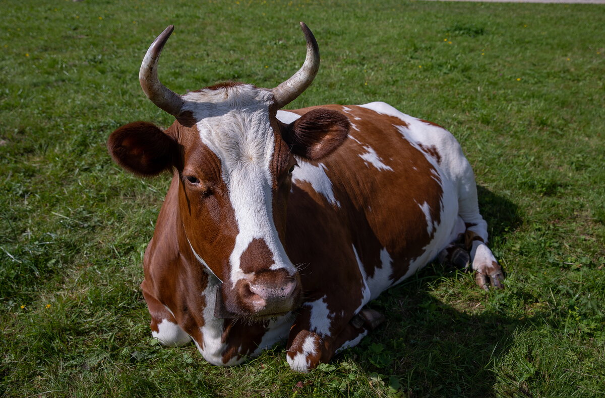 мандроги- онежское озеро. - юрий макаров мандроги- онежское озеро. - юрий макаров
