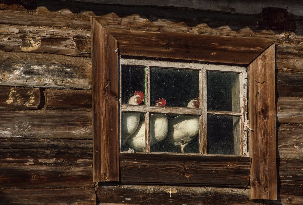 деревенская жизнь - ирина лузгина 