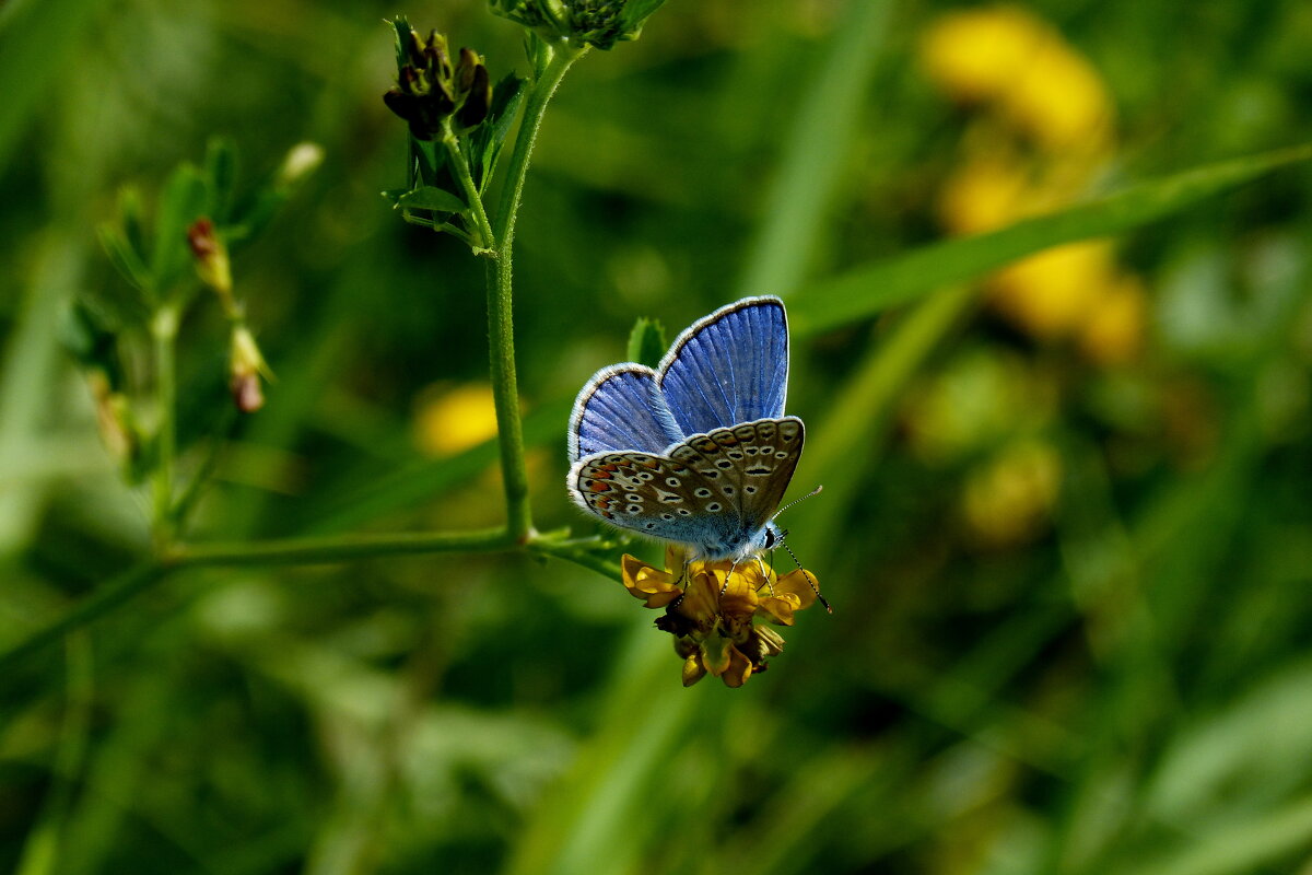 а теперь опять про бабочек 46 - Александр Прокудин