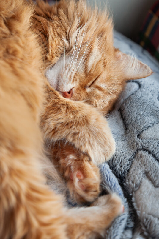 Мурка. - Борис Калитенко