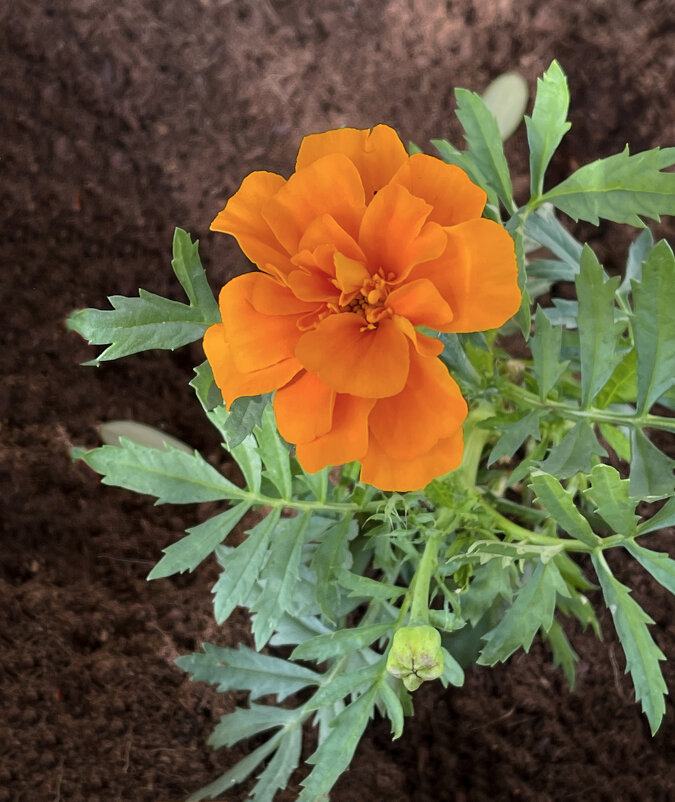 Чернобривец, бархотец, сегодня - Александр Деревяшкин Чернобривец, бархотец, сегодня - Александр Деревяшкин