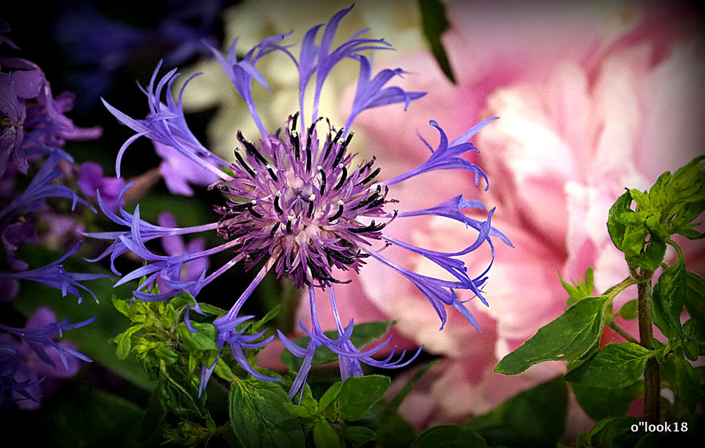 вася-василек - Олег Лукьянов вася-василек - Олег Лукьянов