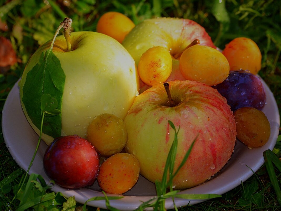 Дачный фруктовый натюрморт - Ольга (crim41evp) Дачный фруктовый натюрморт - Ольга (crim41evp)