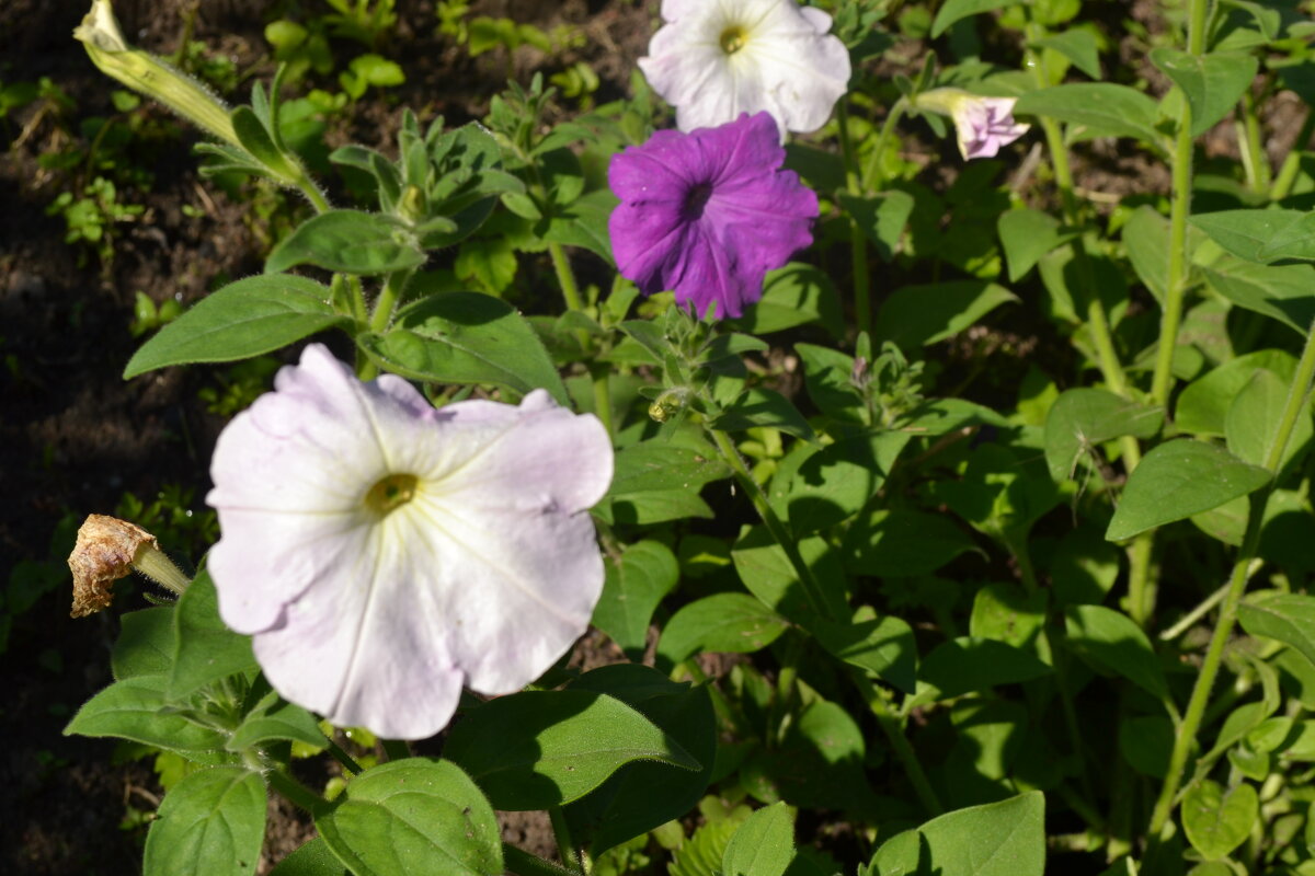 Солнечная и цветущая осень. - zoja Солнечная и цветущая осень. - zoja