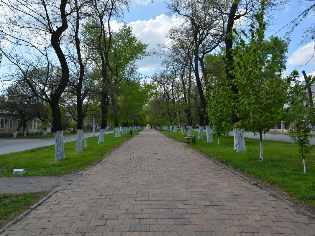 Новочеркасск. Аллея проспекта Ермака весной. - Пётр Чернега