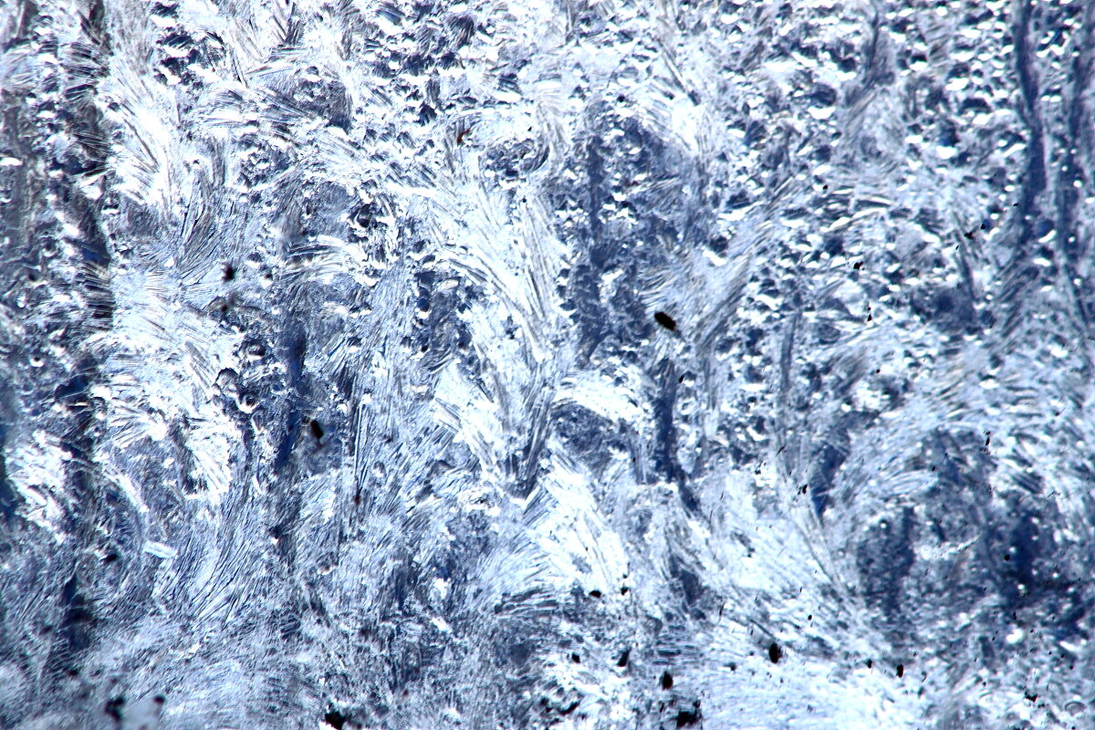 Мимоза от Мороза Снято в 7 утра -9 гр - олег свирский Мимоза от Мороза Снято в 7 утра -9 гр - олег свирский