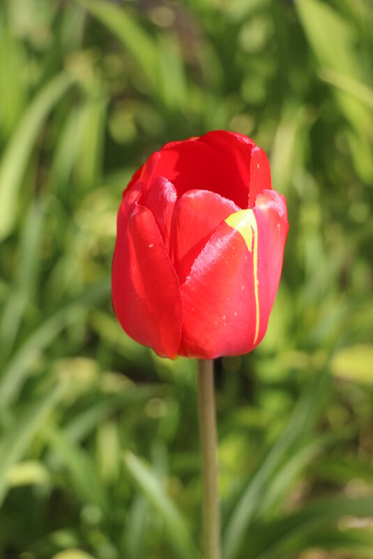 Про тюльпаны... - Наталья Герасимова