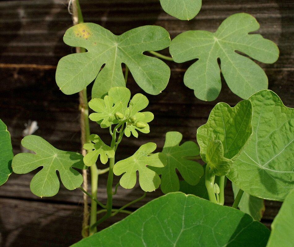 Бобы декоративные радом с настурцией... - Юрий Куликов Бобы декоративные радом с настурцией... - Юрий Куликов