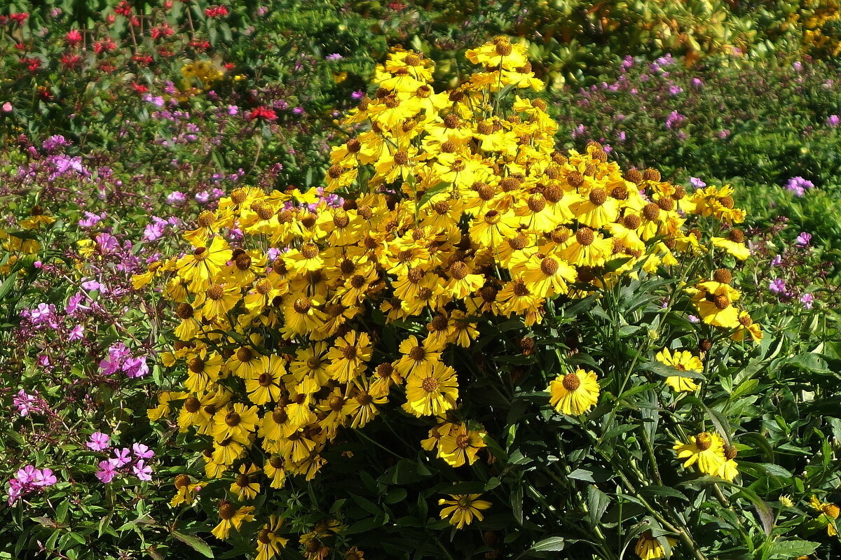 Гелениум - Маргарита Батырева Гелениум - Маргарита Батырева