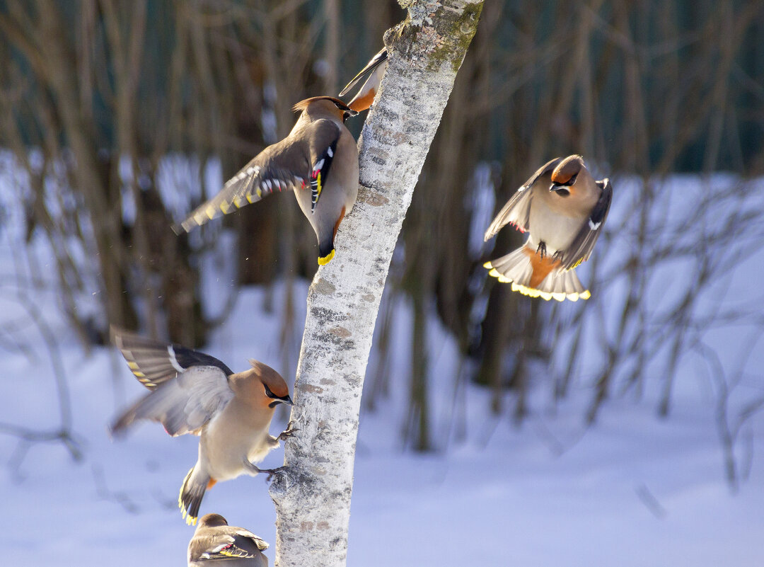 .. - оксана .. - оксана