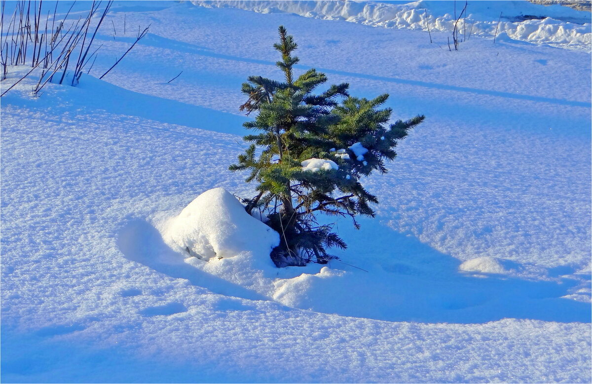 САЖЕНЕЦ - Юрий Владимирович 34