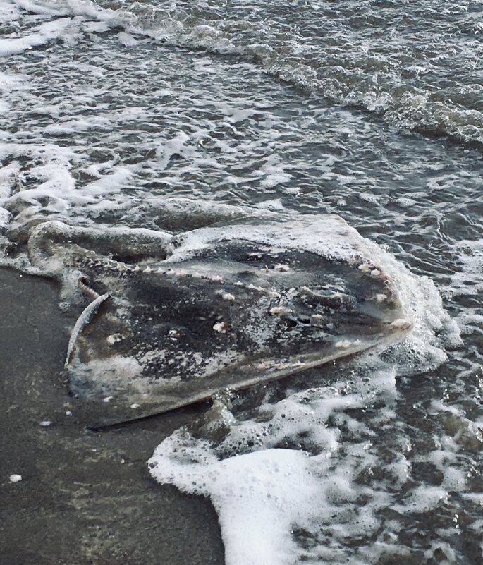 Дары моря - ИРЭН@ .