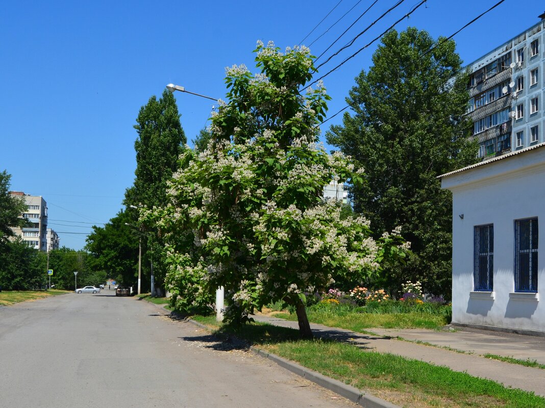 Новочеркасск. Цветёт катальпа на улице Визирова. - Пётр Чернега