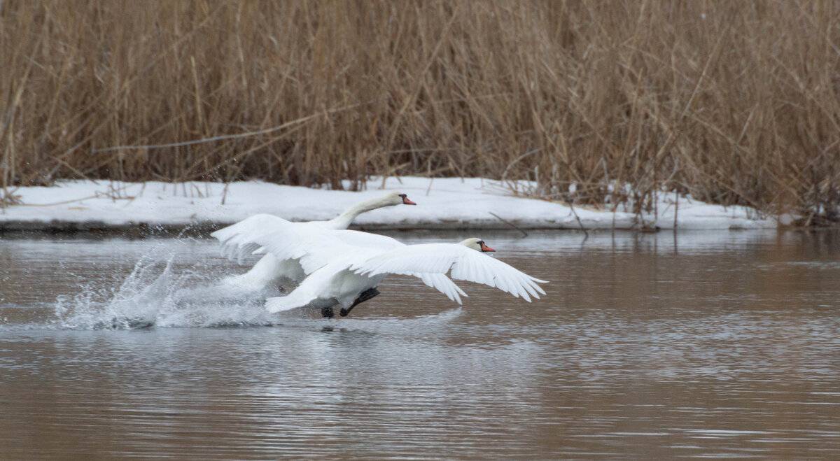 лебеди. - Людмила Кузив-Ершова