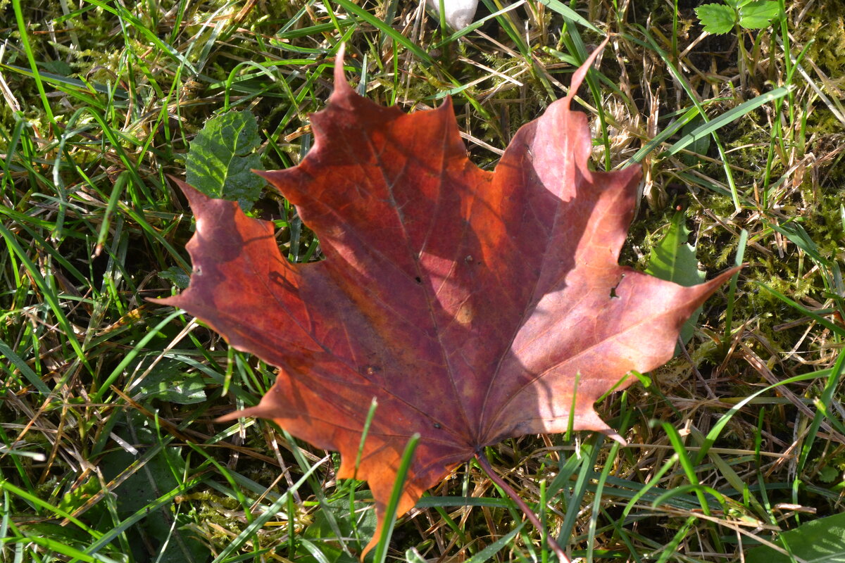 Осенний лист. - zoja 