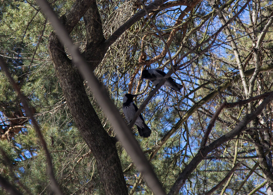 вороны - Ринат Засовский