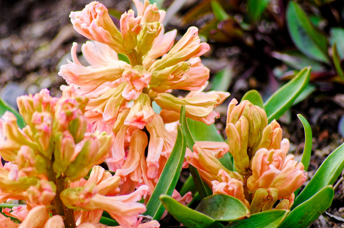 *** - Witalij Loewin *** - Witalij Loewin