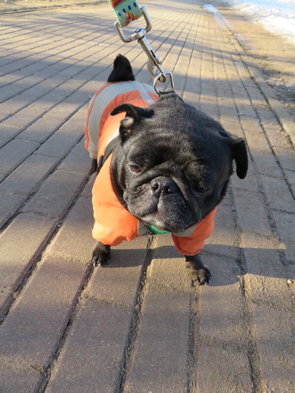 Моя Моника. - Зинаида Моя Моника. - Зинаида