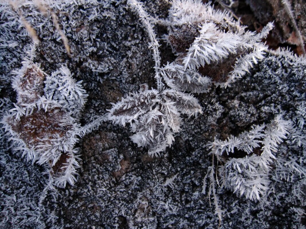 ***** - Ольга Попова (popova/j2011)