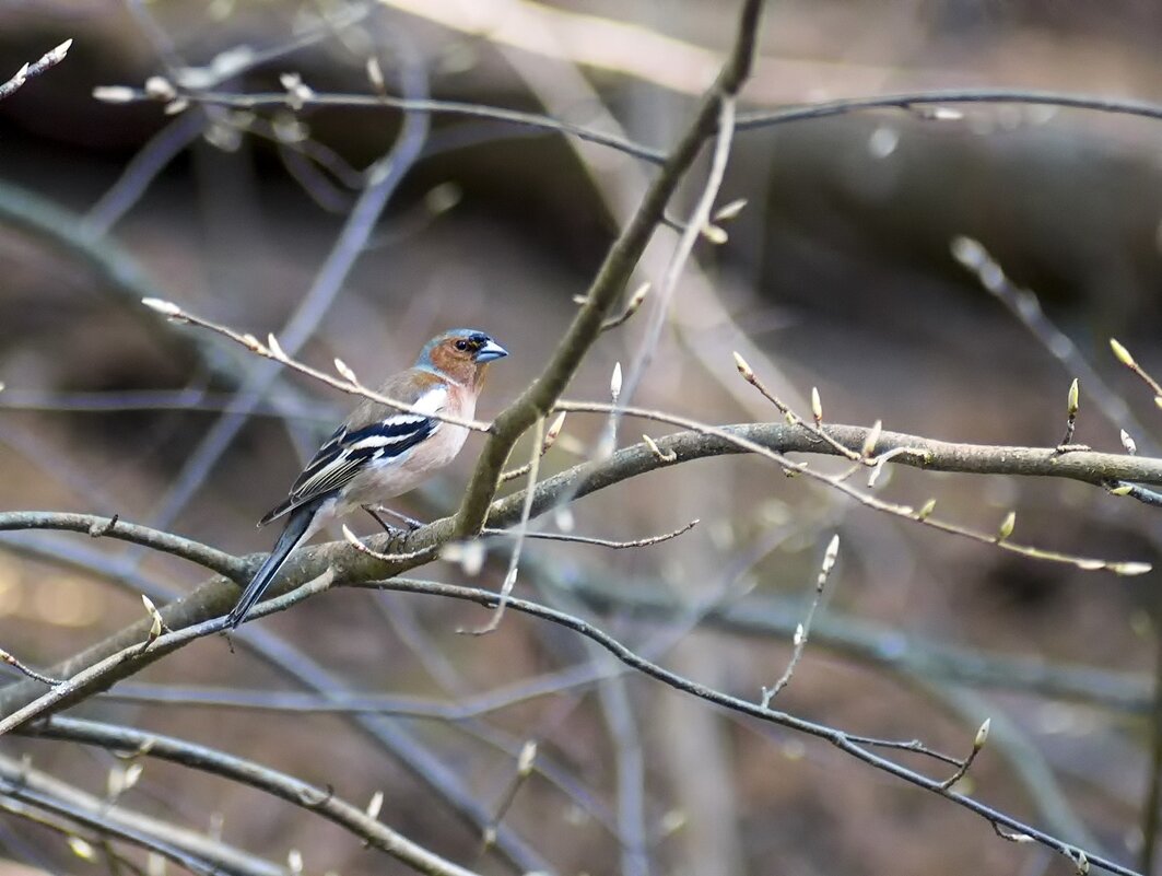 Незнакомка... - Татьяна Н. Незнакомка... - Татьяна Н.