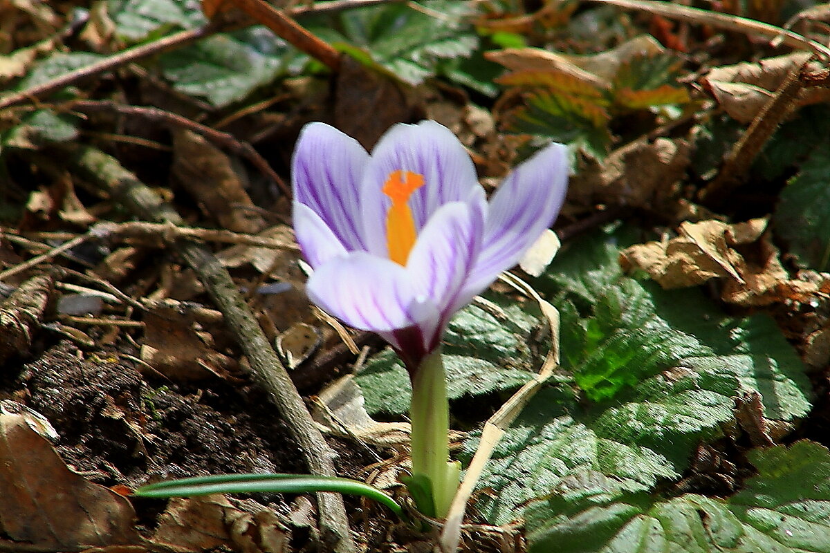 Первоцвет на земле , Первый Человек в Космосе 12 апреля - олег свирский Первоцвет на земле , Первый Человек в Космосе 12 апреля - олег свирский