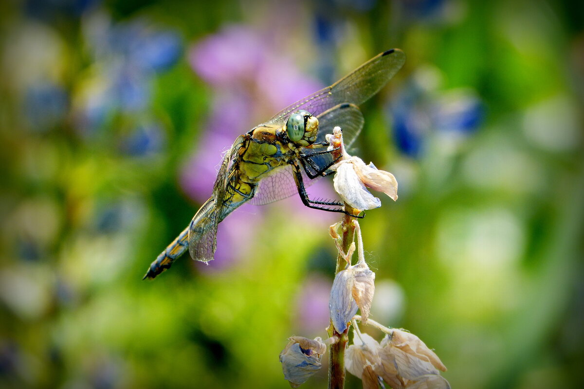 скоро будут и стрекозы...13 - Александр Прокудин