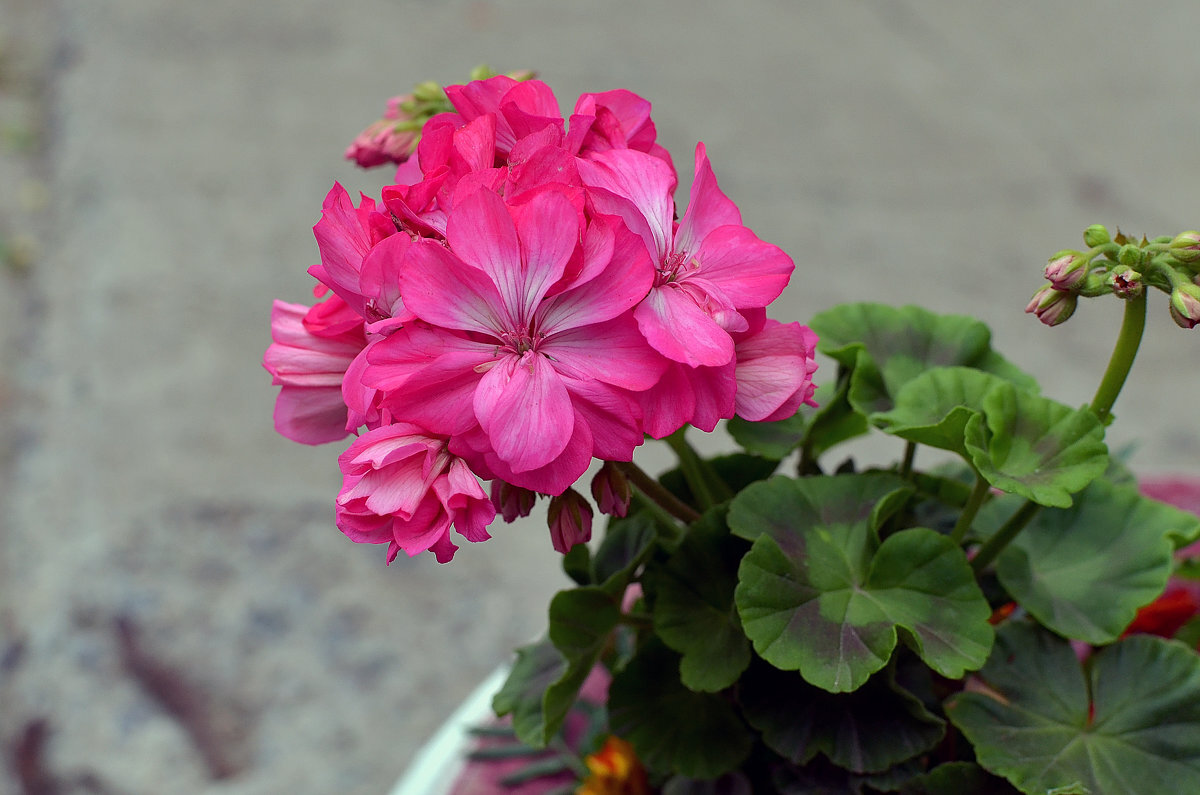 ***** - Анатолий Уткин ***** - Анатолий Уткин