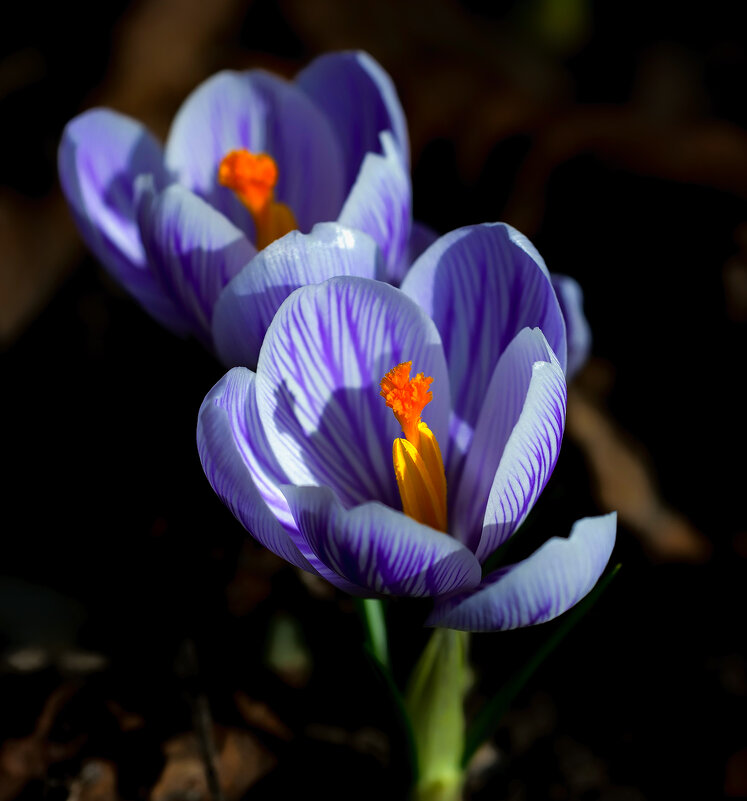 crocuses - Zinovi Seniak