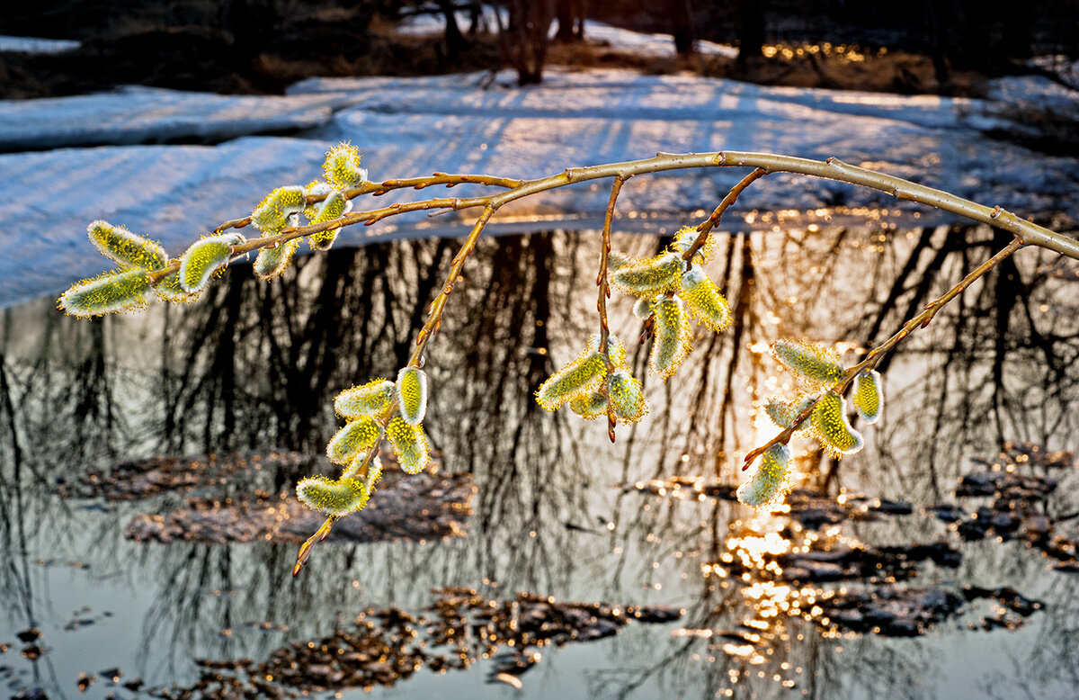 Весна - Владимир Глазков